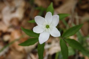 Anemone trifolia (1) (1200 x 801)